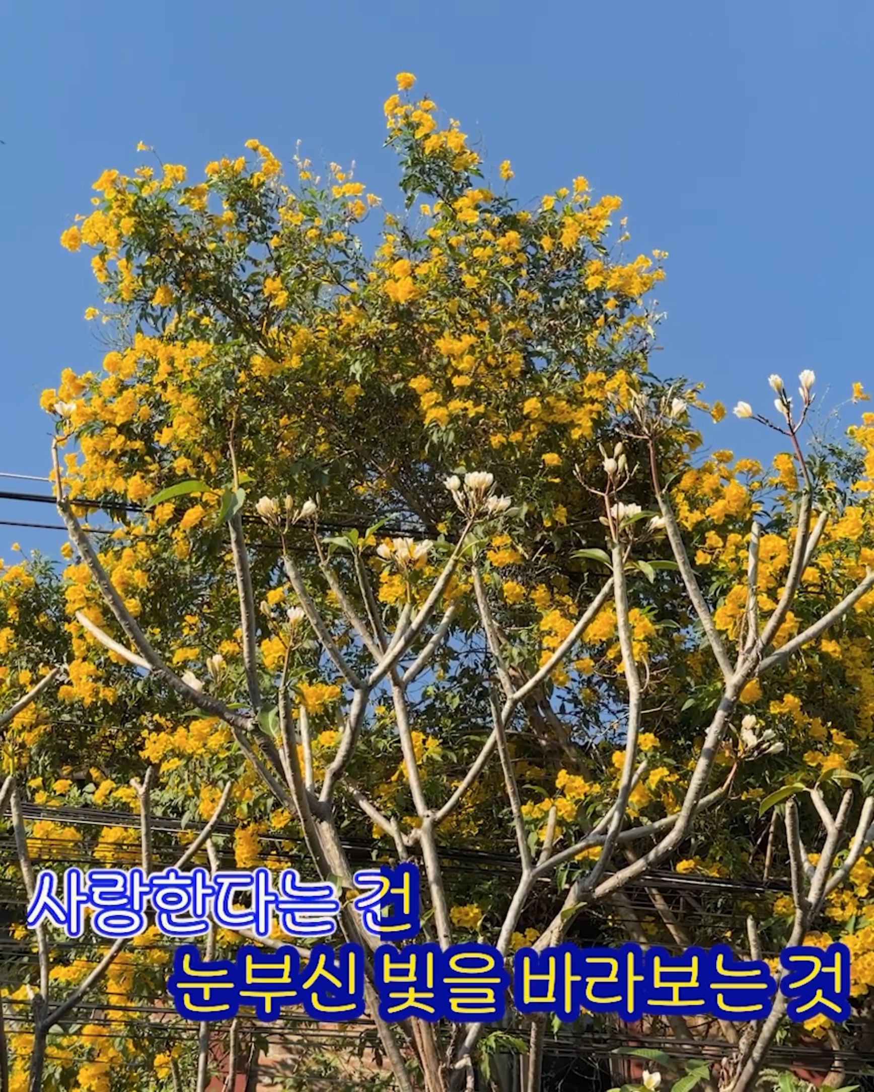 05. 눈부신 빛을 바라보는 것